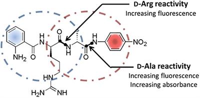 Application of a Dual Internally Quenched Fluorogenic Substrate in Screening for D-Arginine Specific Proteases